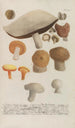 Phytanthoza iconographia Pl247 - Johann Wilhelm Weinmann — widok dzieła