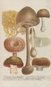 Phytanthoza iconographia Pl248 - Johann Wilhelm Weinmann — widok dzieła