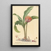 Haemanthus - Johannes Jacob Haid — oprawiony obraz na ścianie