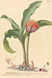 Haemanthus - Johannes Jacob Haid — widok dzieła