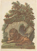 Lew - John Baptist Jackson — widok dzieła
