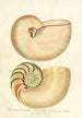 Encyclopaedia londinensis Conchyliologie Pl 02 - John Chapman — widok dzieła