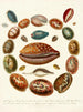 Encyclopédie londyńskiej Conchology Pl 03 - John Chapman — widok dzieła