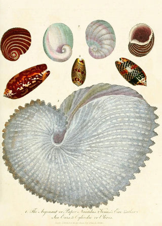 John Chapman - Encyclopaedia londinensis Conchology Pl 04.webp