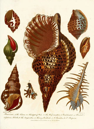 John Chapman - Encyclopaedia londinensis Conchology Pl 12.webp