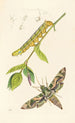Entomologia brytyjska - John Curtis — widok dzieła
