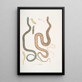 John Edward Gray - 13 Bengal Snake Coluber Bengalensis 47 Lozenge Snake Coluber rectangulus.webp