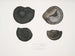 Ammonites népalensis Ammonites wallichii Ammonites tenuistnata - John Edward Gray — widok dzieła