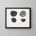 Ammonites népalensis Ammonites wallichii Ammonites tenuistnata - John Edward Gray — oprawiony obraz na ścianie