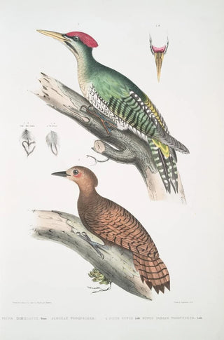 John Edward Gray - 1 Almorah Woodpecker Picus dimidiatus 2 Rufus Indian Woodpecker Picus rufus.webp