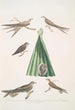 Martinet de Balassie Cypselus palmarum 1a Mâle 1b Femelle 1c Jeune 1d Nid 2 Martinet allié Cypselus affinis - John Edward Gray — widok dzieła