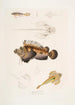 Anaora barbu Amora tentaculata amboina 2 Pelors de Cuvier Pelors Cuvieri 3 Dragonnet à épines fourchues Callionymus serrato spinosus - John Edward Gray — widok dzieła