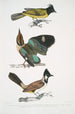 Brachype à tête noire Brachypus melanocephalus 2 Pelta à queue courte Pitta Pelta Pitta brachyura - John Edward Gray — widok dzieła