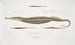 Syngnathe Carcé Poisson-tuyau Syngnathus Carce 2 Syngnathe Banded Poisson-tuyau Syngnathus faciatus 3 Syngnathe Hardwicke Poisson-tuyau Syngnathus Hardwickii - John Edward Gray — widok dzieła