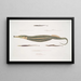 Syngnathe Carcé Poisson-tuyau Syngnathus Carce 2 Syngnathe Banded Poisson-tuyau Syngnathus faciatus 3 Syngnathe Hardwicke Poisson-tuyau Syngnathus Hardwickii - John Edward Gray — oprawiony obraz na ścianie
