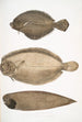 Plie chinoise Platessa Chinensis 2 Plie du Dr Russell Platessa Russellii 3 Sole sans nageoires à lignes courtes Plagusia abbreviata Chine - John Edward Gray — widok dzieła
