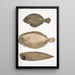 Plie chinoise Platessa Chinensis 2 Plie du Dr Russell Platessa Russellii 3 Sole sans nageoires à lignes courtes Plagusia abbreviata Chine - John Edward Gray — oprawiony obraz na ścianie