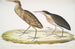 Heron cynamonowy Ardea cinnamonea 1 Heron z żółtym szyją Ardea flavicollis - John Edward Gray — widok dzieła