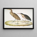 Heron cynamonowy Ardea cinnamonea 1 Heron z żółtym szyją Ardea flavicollis - John Edward Gray — oprawiony obraz na ścianie