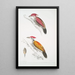 Pic cramoisi Picus mineatus 2 Pic indien à trois doigts Picus Tiga 3 Une tête de femelle - John Edward Gray — oprawiony obraz na ścianie