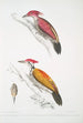 Pic cramoisi Picus mineatus 2 Pic indien à trois doigts Picus Tiga 3 Une tête de femelle - John Edward Gray — widok dzieła