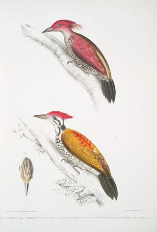 John Edward Gray - 1 Crimson Woodpecker Picus mineatus 2 Indian threetoed Woodpecker Picus Tiga 3 A head of Female.webp