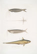 Acanthonote Cuviera Silurus Acanthonotus Cuvieri 2 Ailia z Bengalu Malapterus Ailia Bengalensis - John Edward Gray — widok dzieła