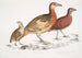 Cryptonyx ferrugineux Cryptonyx ferrugineus 2 Francolin à long bec Francolinus longinostris - John Edward Gray — widok dzieła