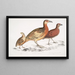 Cryptonyx ferrugineux Cryptonyx ferrugineus 2 Francolin à long bec Francolinus longinostris - John Edward Gray — oprawiony obraz na ścianie