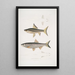 Carpe de Hamilton Cyprinus Bangana Hamiltonii w rozmiarze naturalnym 2 Carpe Goha Cyprinus Leuciscus Goha - John Edward Gray — oprawiony obraz na ścianie