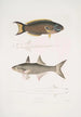 Julis de Hardwicke Julis Hardwickii 2 Poisson paradis à nageoires courtes Polynemus Teria - John Edward Gray — widok dzieła