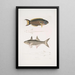 Julis de Hardwicke Julis Hardwickii 2 Poisson paradis à nageoires courtes Polynemus Teria - John Edward Gray — oprawiony obraz na ścianie