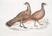 Polyplectron de Hardwicke, kura Polyplectron hardwickii, Chiny, Brit Museum 2. Francolin bai, Francolin à nombreuses éperons - John Edward Gray — widok dzieła