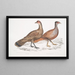 Polyplectron de Hardwicke, kura Polyplectron hardwickii, Chiny, Brit Museum 2. Francolin bai, Francolin à nombreuses éperons - John Edward Gray — oprawiony obraz na ścianie