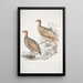 Francolin de Hepburn Perdix Hepburnii 2 Perdix Hepburnii var Pallida odypore - John Edward Gray — oprawiony obraz na ścianie