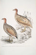 Francolin de Hepburn Perdix Hepburnii 2 Perdix Hepburnii var Pallida odypore - John Edward Gray — widok dzieła