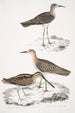 Bécassine de Horsfield Scolopax Horsfieldii 2 Bécasseau indien - John Edward Gray — widok dzieła