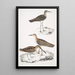 Bécassine de Horsfield Scolopax Horsfieldii 2 Bécasseau indien - John Edward Gray — oprawiony obraz na ścianie