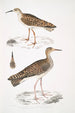 Bécasseau indien Totanus Indicus 2 Bécassine Bhegondee Bhegondic Limosa Hardwickii - John Edward Gray — widok dzieła