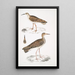 Bécasseau indien Totanus Indicus 2 Bécassine Bhegondee Bhegondic Limosa Hardwickii - John Edward Gray — oprawiony obraz na ścianie