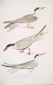 Sterne javanaise Sterna Javanica 2 Sterne alliée Sterna similis 3 Sterne à ventre brun Sterna acuticauda - John Edward Gray — widok dzieła