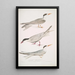 Sterne javanaise Sterna Javanica 2 Sterne alliée Sterna similis 3 Sterne à ventre brun Sterna acuticauda - John Edward Gray — oprawiony obraz na ścianie