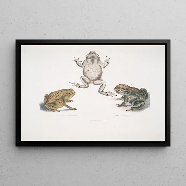 John Edward Gray - 1 Keeled Nosed Toad Bufo carinatus 2 2a Doubtful Toad Bufo dubius Bengal.webp