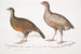 Polyplectron de Lady North Polyplectron pectrophora Polyplectron northi 2 Perdrix ponctuée Perdix punctulata - John Edward Gray — widok dzieła