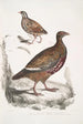 Perdrix Lerwa Perdix Lerwa 2 Caille à bec rouge Coturnix erythrorhyncha - John Edward Gray — widok dzieła