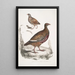 Perdrix Lerwa Perdix Lerwa 2 Caille à bec rouge Coturnix erythrorhyncha - John Edward Gray — oprawiony obraz na ścianie