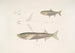 Carpe Morar Cyprinus Morar 2 Carpe Cora Cyprinus Cora - John Edward Gray — widok dzieła