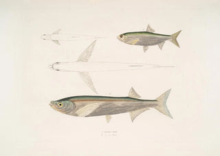 John Edward Gray - 1 Morar Carp Cyprinus Morar 2 Cora Carp Cyprinus Cora.webp