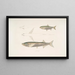 Carpe Morar Cyprinus Morar 2 Carpe Cora Cyprinus Cora - John Edward Gray — oprawiony obraz na ścianie