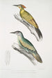 Pic du Népal Picus Nepaulensis 2 Pic à moustaches Picus barbatus - John Edward Gray — widok dzieła